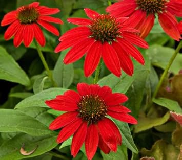 Red SunFlower seeds for Planting - Vibrant Colors, Heirloom & GMO Free Seeds for Home Garden
Sale seeds for planting in home garden