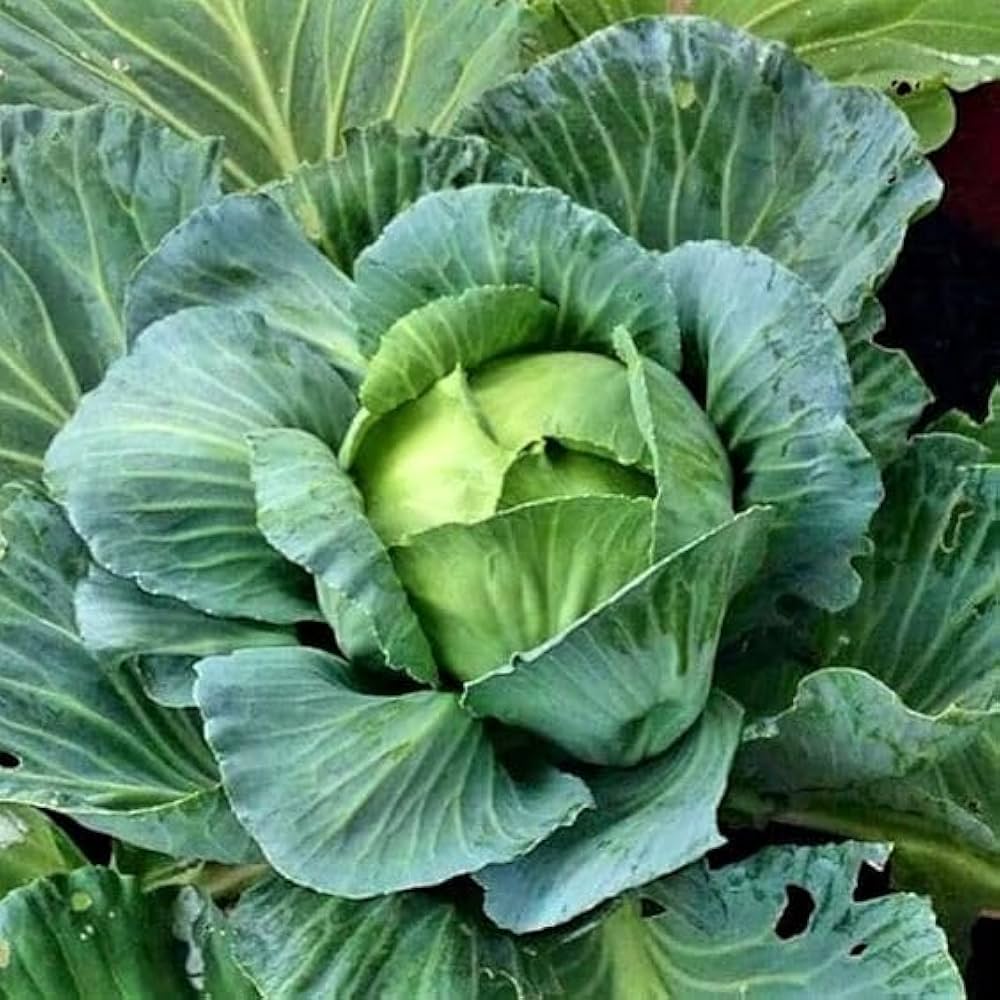 Cabbage Vegetable Seeds