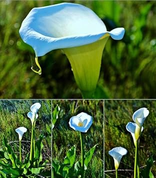 Sky Blue Calla Flower seeds for Planting - Shade Tolerant, Heirloom & GMO Free Seeds for Home Garden
Sale seeds for planting in home garden