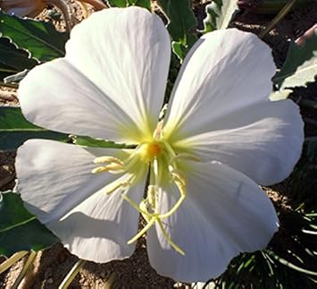 White Oenothera Flower seeds for Planting - Shade Tolerant, Heirloom & GMO Free Seeds for Home Garden
Sale for planting in home garden.