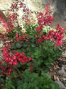 Bressingham Flower seeds for Planting - Hardy Variety, Heirloom & GMO Free Seeds for Home Garden
Sale for planting in home garden.