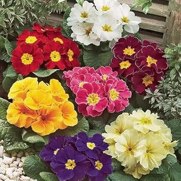 Mixed Primula Malacoides Flower seeds for Planting - Compact Growth, Heirloom & GMO Free Seeds for Home Garden
Sale for planting in home garden