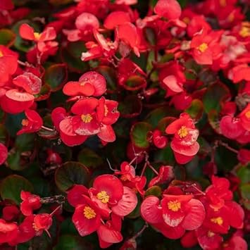 red wax begonias Flower seeds for Planting Pollinator Friendly Heirloom & GMO Free Seeds for Home Garden
Sale seeds for home garden planting