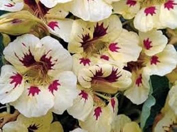 Cream Pink Nasturtium Flower seeds for Planting - Vibrant Colors, Heirloom & GMO Free Seeds for Home Garden
Sale seeds for planting in home garden