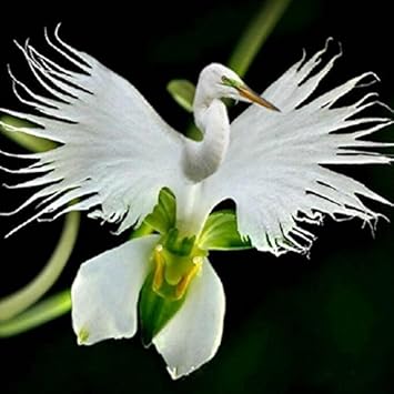 White Egret Orchid Flower seeds for Planting - Garden Favorite, Heirloom & GMO Free Seeds for Home Garden
Sale for planting in home garden