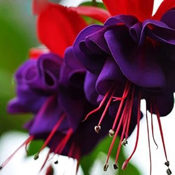 Purple Fuchsia Flower seeds for Planting - Easy to Grow, Heirloom & GMO Free Seeds for Home Garden
Sale for planting in home garden.