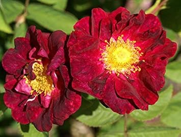 Maroon Rugosa Rose Flower seeds for Planting - Garden Favorite, Heirloom & GMO Free Seeds for Home Garden
Sale for planting in home garden.