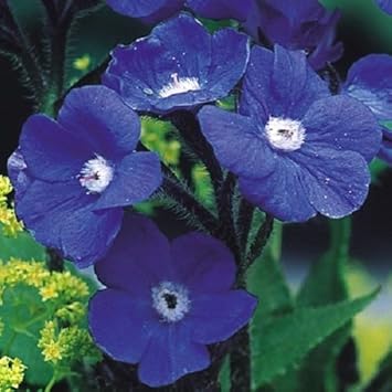 Blue Anchusa Flower seeds for Planting Perfect for Borders Heirloom & GMO Free Seeds for Home Garden
Sale seeds for home garden planting