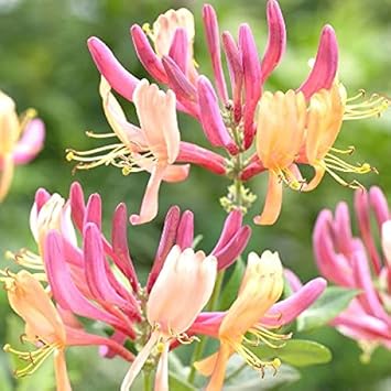 Honeysuckle Flower seeds for Planting Premium Quality Heirloom & GMO Free Seeds for Home Garden
Sale for planting in home garden
