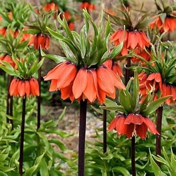 Red Fritillaria Imperialis Flower seeds for Planting - Wildflower Mix, Heirloom & GMO Free Seeds for Home Garden
Sale for planting in home garden