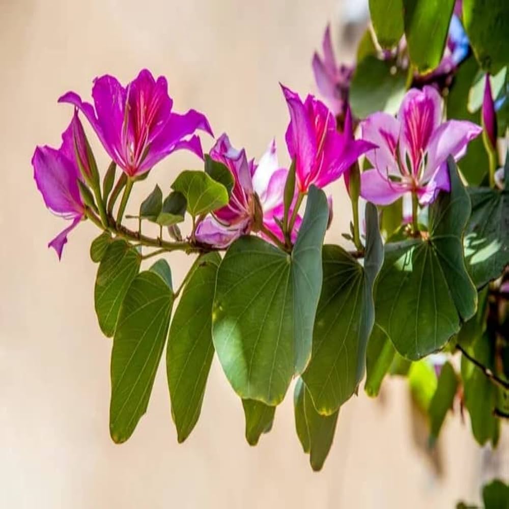 Bauhinia Variegata Flower Seeds