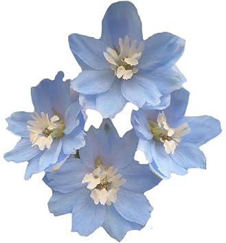 Sky Blue Dendrobium Flower seeds for Planting Long Bloom Season Heirloom & GMO Free Seeds for Home Garden
Sale seeds for home garden planting