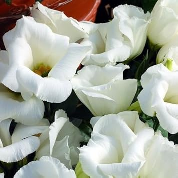White Lisianthus Logro Flower seeds for Planting - Vibrant Colors, Heirloom & GMO Free Seeds for Home Garden
Sale seeds for planting in home garden