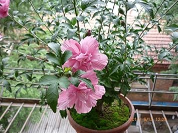 Pink Hibiscus Syriacus Flower seeds for Planting - Drought Tolerant, Heirloom & GMO Free Seeds for Home Garden
Sale for planting in home garden.