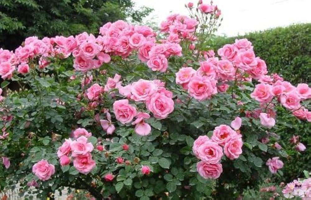 Rose Tree Flower seeds for Planting Sun Loving Heirloom & GMO Free Seeds for Home Garden