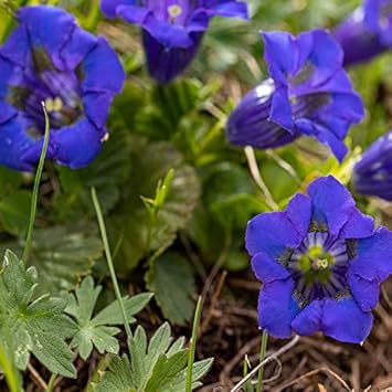 Blue Gentiana Acaulis Flower seeds for Planting - Garden Favorite, Heirloom & GMO Free Seeds for Home Garden
Sale for planting in home garden.