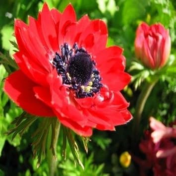 Red Anemone Flower seeds for Planting - Bright Blooms, Heirloom & GMO Free Seeds for Home Garden
Sale for planting in home garden