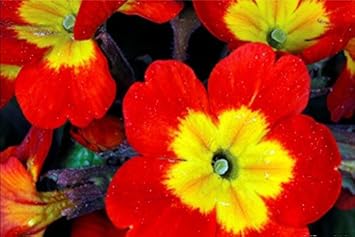 Yellow Red Danova Copper Flower seeds for Planting - Premium Quality, Heirloom & GMO Free Seeds for Home Garden
Sale seeds for planting in home garden