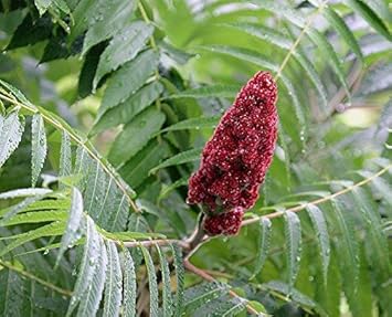 Red Typhina Flower seeds for Planting - Hardy Variety, Heirloom & GMO Free Seeds for Home Garden
Sale for planting in home garden