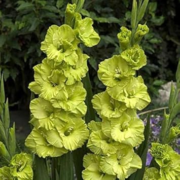 Gladiolus Light Green Flower seeds for Planting - Vibrant Colors, Heirloom & GMO Free Seeds for Home Garden
Sale seeds for planting in home garden