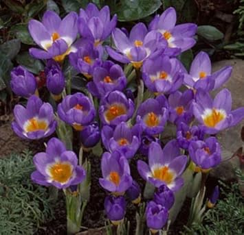 Violet Yellow Crocus Flower seeds for Planting - Shade Tolerant, Heirloom & GMO Free Seeds for Home Garden
Sale for planting in home garden