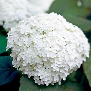 Hydrangea White Flower seeds for Planting - Colorful Display, Heirloom & GMO Free Seeds for Home Garden
Sale for planting in home garden