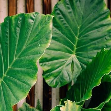 Elephant's Ear Flower seeds for Planting - Long Bloom Season, Heirloom & GMO Free Seeds for Home Garden
Sale for planting in home garden