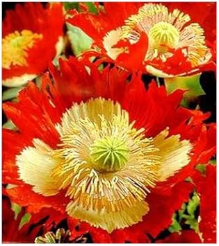 Red Yellow Danish Flag Flower seeds for Planting Vibrant Colors Heirloom & GMO Free Seeds for Home Garden
Sale seeds for home garden planting