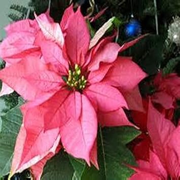 Pink Poinsettia Flower seeds for Planting - Low Maintenance, Heirloom & GMO Free Seeds for Home Garden
Sale for planting in home garden