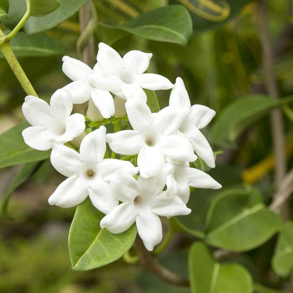 Semillas de flores de jazmín de Madagascar