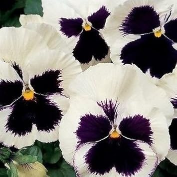 White & Black Pansy Flower seeds for Planting - Perfect for Borders, Heirloom & GMO Free Seeds for Home Garden
Sale for planting in home garden.