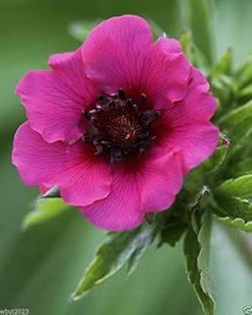Pink Miss Willmott Flower seeds for Planting - Low Maintenance, Heirloom & GMO Free Seeds for Home Garden
Sale for planting in home garden