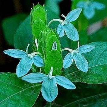 Blue Ecbolium Viride Flower seeds for Planting Seasonal Bloomer Heirloom & GMO Free Seeds for Home Garden
Sale seeds for home garden planting