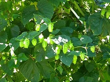 Green Hop Flower seeds for Planting - Low Maintenance, Heirloom & GMO Free Seeds for Home Garden
Sale for planting in home garden.