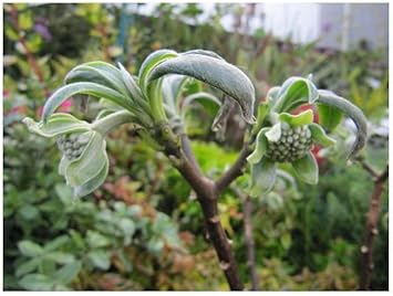Edgeworthia Flower seeds for Planting - Premium Quality, Heirloom & GMO Free Seeds for Home Garden
Sale for planting in home garden