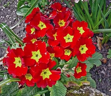 Primula Malacoides Red Flower seeds for Planting - Compact Growth, Heirloom & GMO Free Seeds for Home Garden
Sale for planting in home garden.