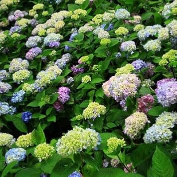 Green Blue Hydrangea Flower seeds for Planting - Sun Loving, Heirloom & GMO Free Seeds for Home Garden
Sale seeds for planting in home garden