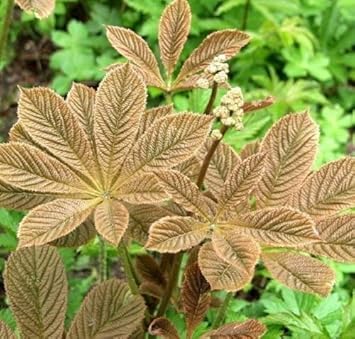 Brown Rodgersia Henrici Flower seeds for Planting - Premium Quality, Heirloom & GMO Free Seeds for Home Garden
Sale seeds for planting in home garden