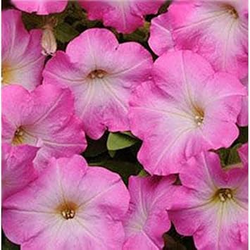 Pink & White Petunia Flower seeds for Planting Wildflower Mix Heirloom & GMO Free Seeds for Home Garden
Sale seeds for home garden planting