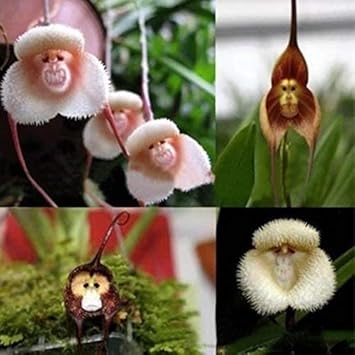 Mixed Monkey Orchid Flower seeds for Planting