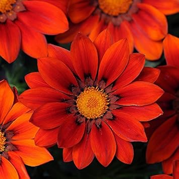 Red Orange Gazania Flower seeds for Planting - Perfect for Borders, Heirloom & GMO Free Seeds for Home Garden
Sale for planting in home garden