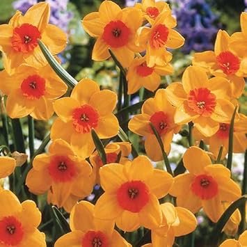 Orange Yellow Daffodil Flower seeds for Planting - Shade Tolerant, Heirloom & GMO Free Seeds for Home Garden
Sale seeds for planting in home garden