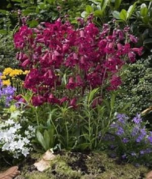 Purple Mexicali Sunburst Penstemon Flower seeds for Planting - Seasonal Bloomer, Heirloom & GMO Free Seeds for Home Garden
Sale for planting in home garden.