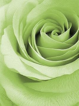 Light Green Rose Flower seeds for Planting - Fragrant Blossoms, Heirloom & GMO Free Seeds for Home Garden
Sale seeds for planting in home garden