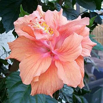 Hibiscus Peach Flower seeds for Planting - Cottage Garden Essential, Heirloom & GMO Free Seeds for Home Garden
Sale for planting in home garden.