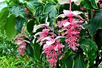 Medinilla Flower seeds for Planting - Compact Growth, Heirloom & GMO Free Seeds for Home Garden
Sale for planting in home garden.