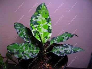 Green Aglaonema Flower seeds for Planting - Cottage Garden Essential, Heirloom & GMO Free Seeds for Home Garden
Sale for planting in home garden