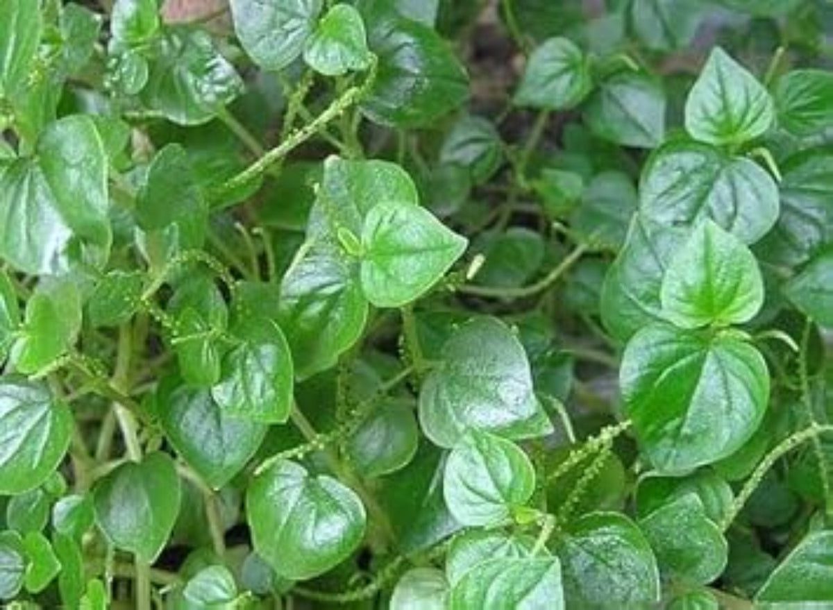 Peperomia Pellucida Flower seeds for Planting Seasonal Bloomer Heirloom & GMO Free Seeds for Home Garden
Sale for planting in home garden