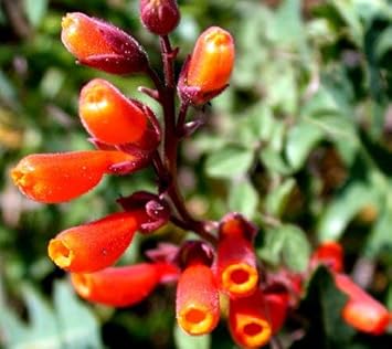 Eccremocarpus Scaber Flower seeds for Planting Colorful Display Heirloom & GMO Free Seeds for Home Garden
Sale for planting in home garden