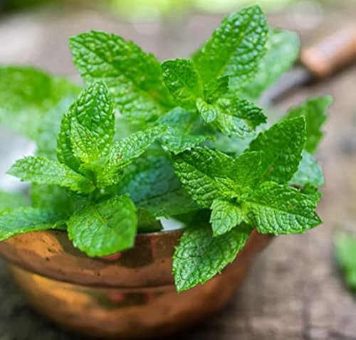 Mint Vegetable Seeds